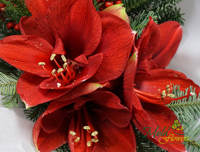 Bouquet with amaryllis and fir tree photo